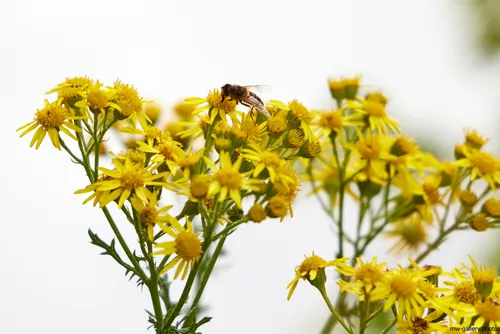 The photograph, taken during a summer morning, shows a bee perched on a cluster of vibrant yellow ragwort flowers. It is a nature photograph that highlights the interaction between insects and plants, particularly the way bees are drawn to ragwort blooms as they forage. The image features a close-up view of the flowers, emphasizing their structure and the presence of the bee, with a soft background that keeps the focus on the details of the plants and insects. The photograph captures a moment of pollination, illustrating the relationship between bees and ragwort flowers in a natural setting.